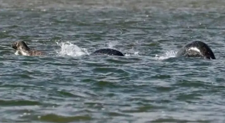 La fotografía que podría mostrar por primera vez al misterioso Monstruo del lago Ness