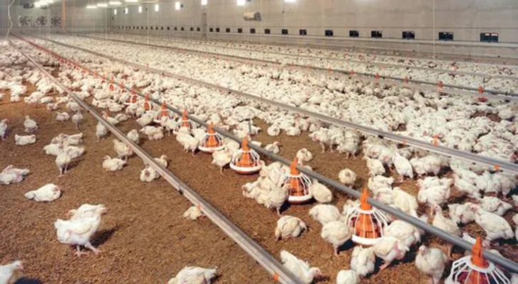Estudios advierten el pollo industrial es una amenaza para la existencia humana