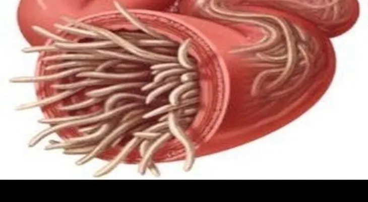 Albahaca en ayunas, granada y otros remedios para eliminar lombrices de los intestinos 