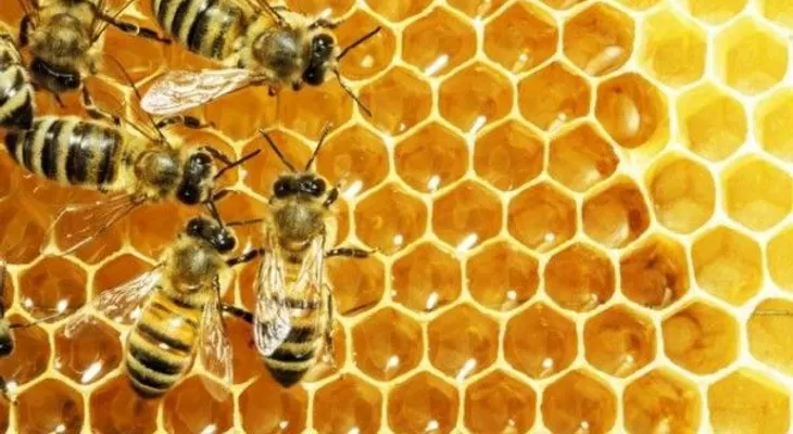 La miel fresca de abeja podría ser más efectiva que los antibióticos 