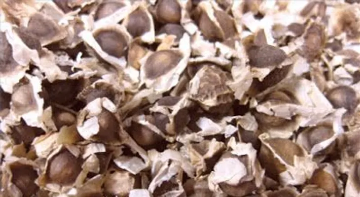 Semillas de moringa sirven para convertir el agua sucia en potable