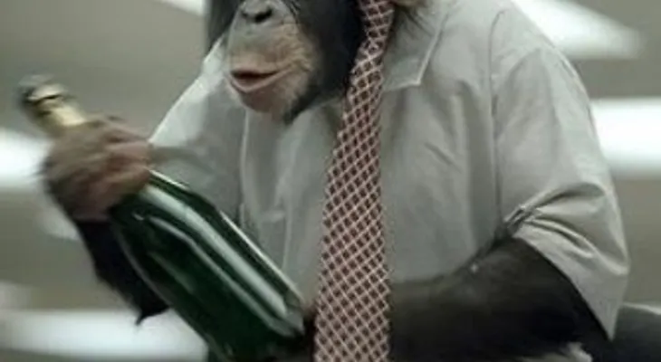 Los chimpancés en África consumen alcohol de forma voluntaria