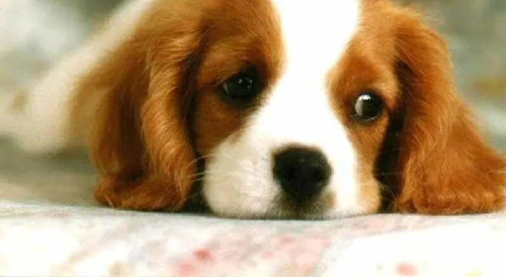10 cosas más comunes que intoxican a tu perro