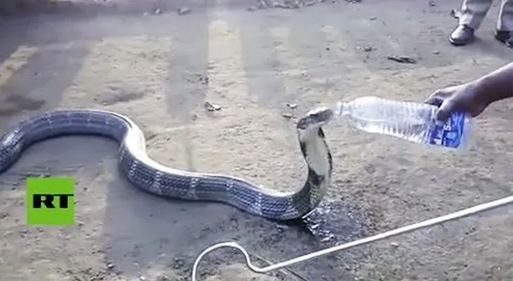 Una enorme cobra bebe mansamente de una botella de agua (VIDEO)