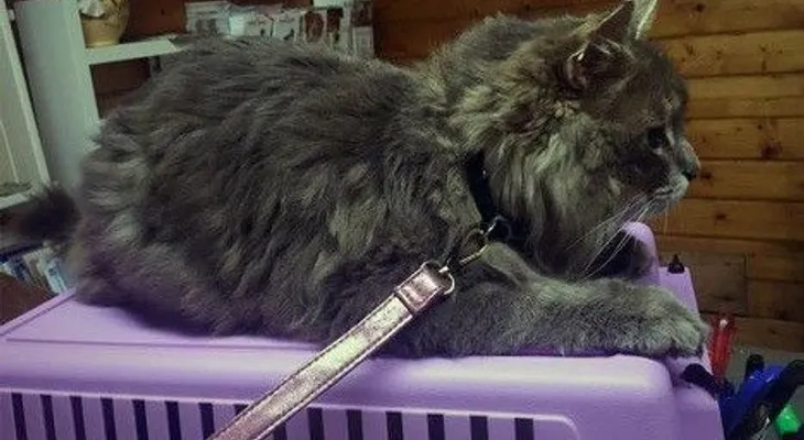  ¿Cómo pudo este gato sueco parar en el sur de Francia?