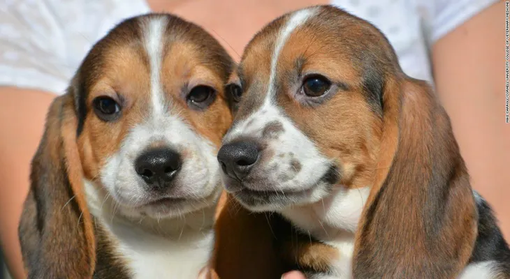 Estos son los primeros cachorros del mundo nacidos por fecundación in vitro