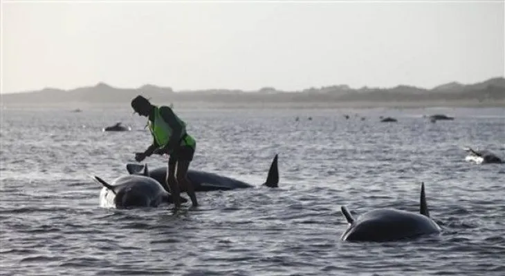 140 ballenas mueren varadas en una playa de Nueva Zelanda