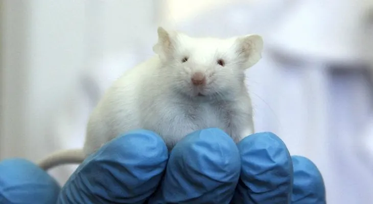  Nueva técnica genética revierte enfermedades en ratones sin dañar ADN 