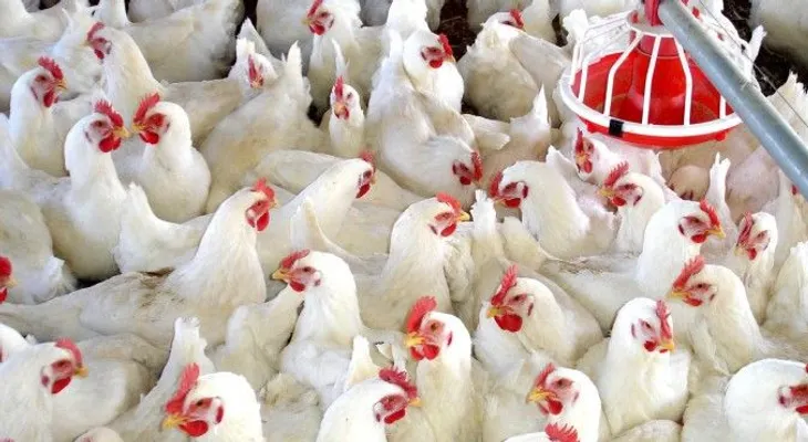 Garantizan a la población que puede consumir pollo