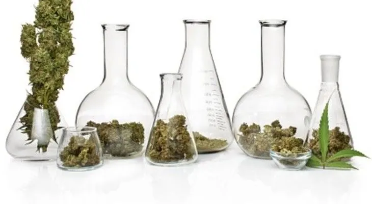 Marihuana contra la epilepsia severa en niños