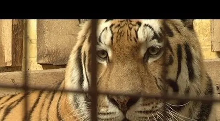 Tigre mata a su cuidador en zoológico de Alemania