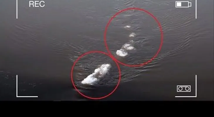 Extraño monstruo filmado en Alaska revoluciona las redes (VIDEO)
