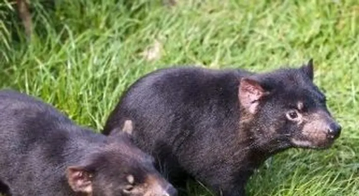Descubren un nuevo tipo de cáncer amenaza a los diablos de Tasmania 