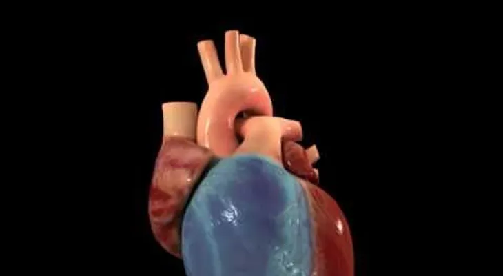Los primeros 6 meses claves para regeneración corazón en niños