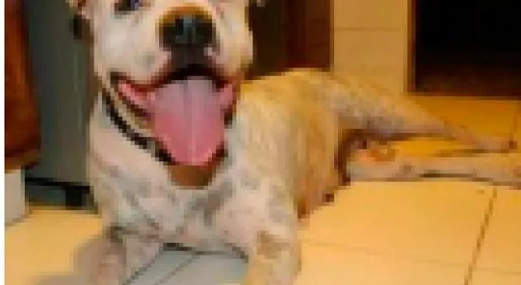 Denuncian envenenamiento masivo de perros en residencial de Punta Cana