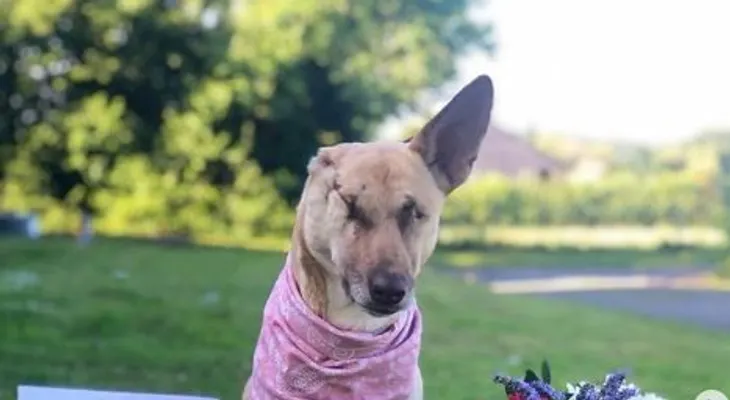 La perrita embarazada que recibió 17 tiros y quedó ciega se dedica ahora a la canoterapia