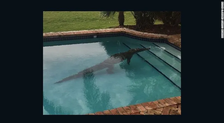 Hombre en Florida encuentra un cocodrilo de 2,5 metros en su piscina