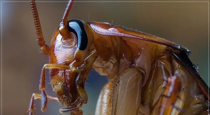 Los riesgos de comer una cucaracha