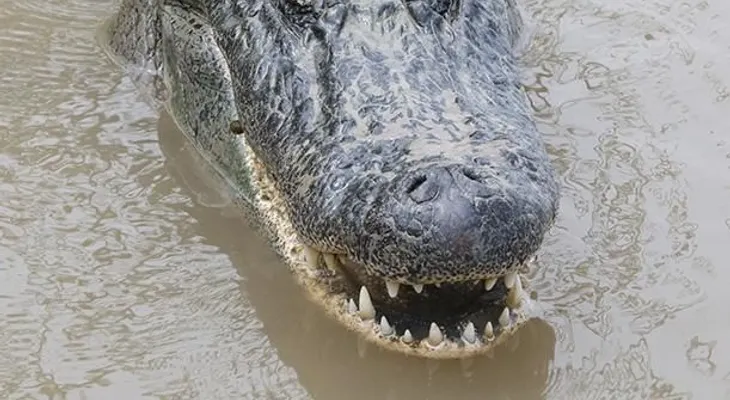 Padres del niño arrastrado por un caimán a un lago de Disney rompen su silencio
