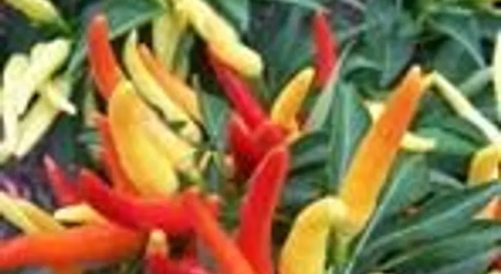 Cayena o pimentón picante: Ideal para activar la circulación, mejorar las arterias, capilares y el corazón
