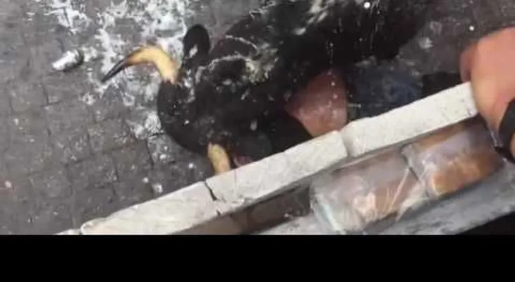 FUERTE VIDEO (18+): Un toro embiste a un joven en Huamantla, México