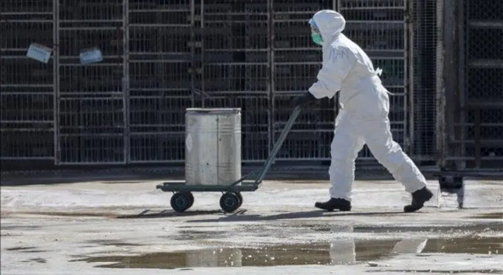 Muere una mujer contagiada con una nueva mutación del virus de la gripe aviar