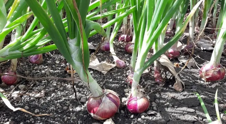 Guía para cultivar la cebolla morada en una maceta de tu casa