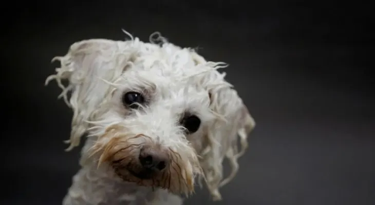 Un italiano le deja un millón de euros a su perro, porque lo salvó de un paro cardíaco