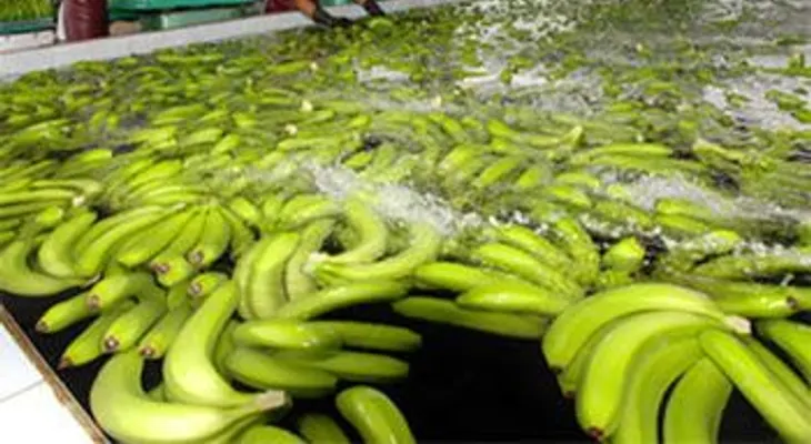 Ventarrón daña plantaciones en Mao