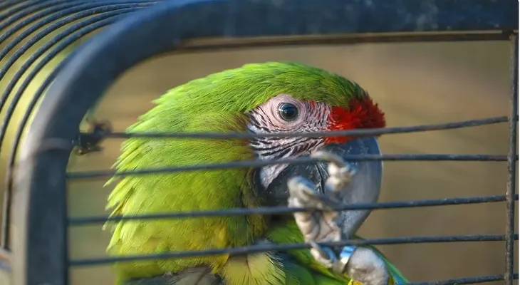 Clínica en Panamá rehabilita animales salvajes rescatados del tráfico ilegal