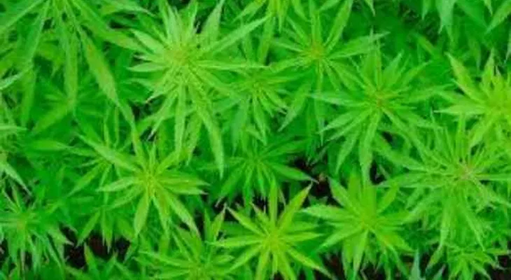 Descubren un nuevo peligro de la marihuana