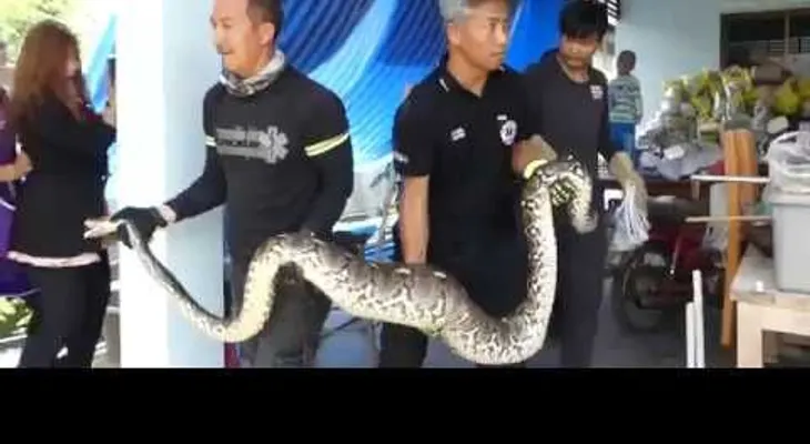 Obligan culebra a escupir gato en Tailandia 