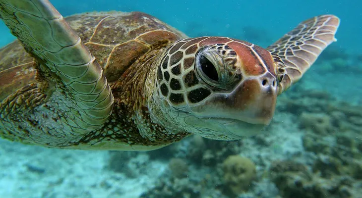 Indignación en Australia por hombres que intentaron surfear sobre una tortuga
