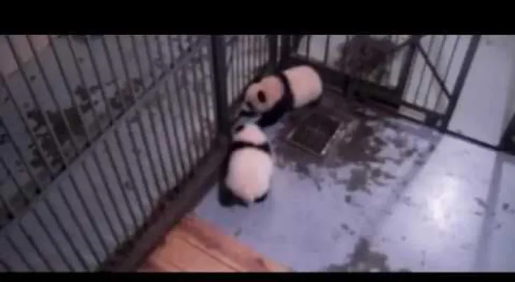 La fuga del año: un cachorro de panda se cuela entre dos barrotes
