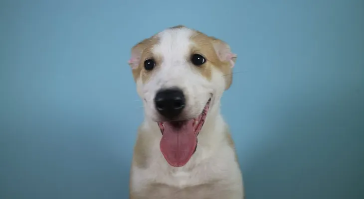Presentan en Argentina a Anthony, el primer perro clonado de Latinoamérica