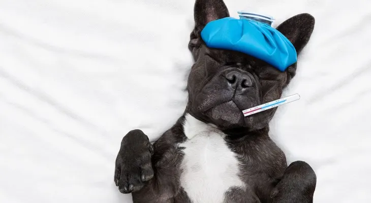 Tres enfermedades que las mascotas comparten con los humanos