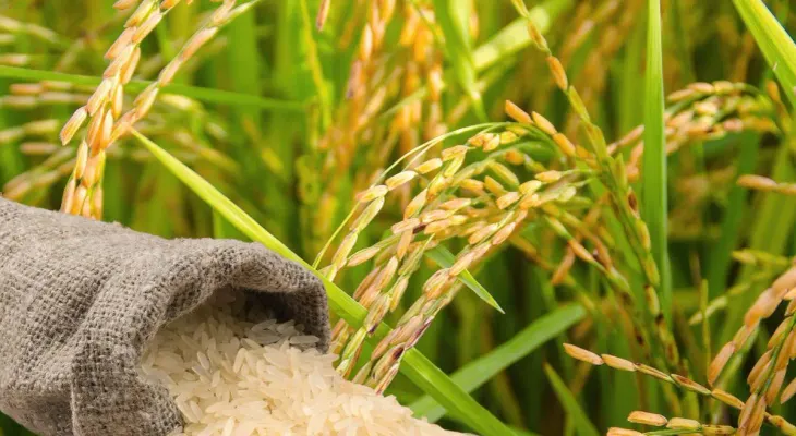 Parcelero alerta que producir arroz en RD cuesta siete pesos más por libra que en EE. UU.