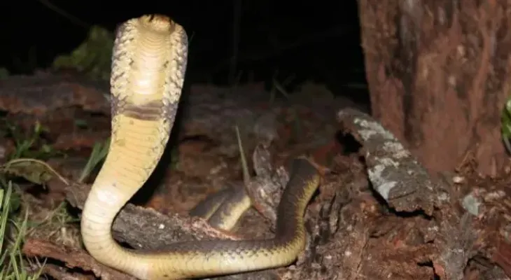 Una serpiente muerde un turista en los genitales y el hombre estuvo agonizando tres horas. Su pene y escroto "estaban hinchados..." 