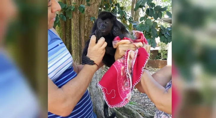 Monos mueren de sed y hambre por sequía en Costa Rica