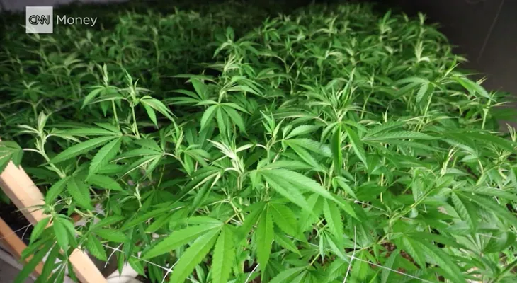California quiere ser un santuario para la marihuana