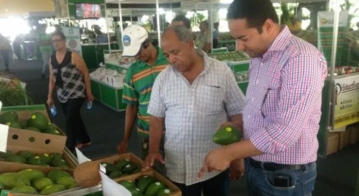 Prohibición exportación de aguacates afecta 70% de economía de Cambita