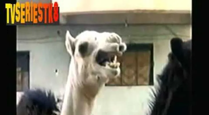 Conozca el caso de estos animales que se comportan como humanos 