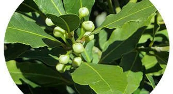 Hojas de laurel tienen poderes mágicos: Puede tomarlo hervido en infusión o té; sirven para la piel y el pelo