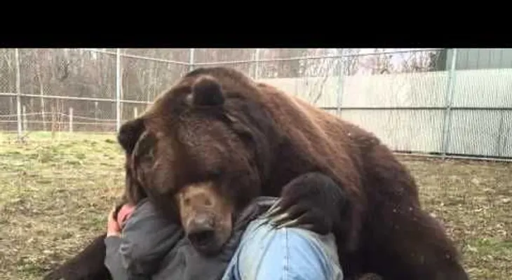 No apto para cardiacos: se acuesta con un oso de unos 700 kilogramos y le pasa esto