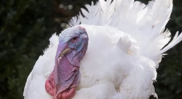 EEUU: Investiga brote de salmonella en el pavo