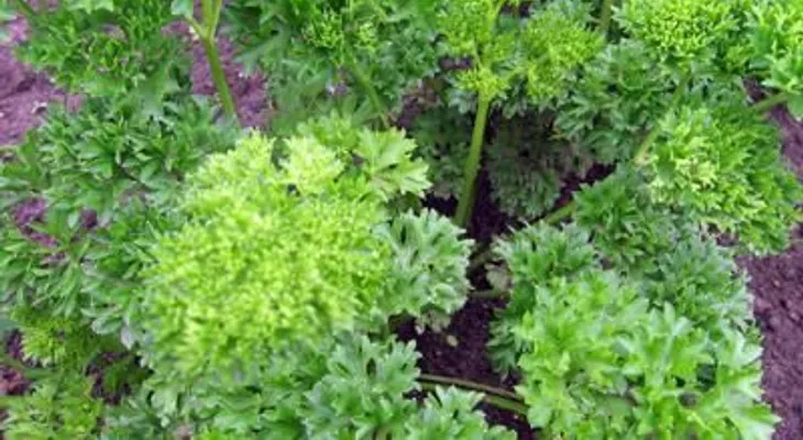 Cilantro: Una súper hierba para desintoxicarse