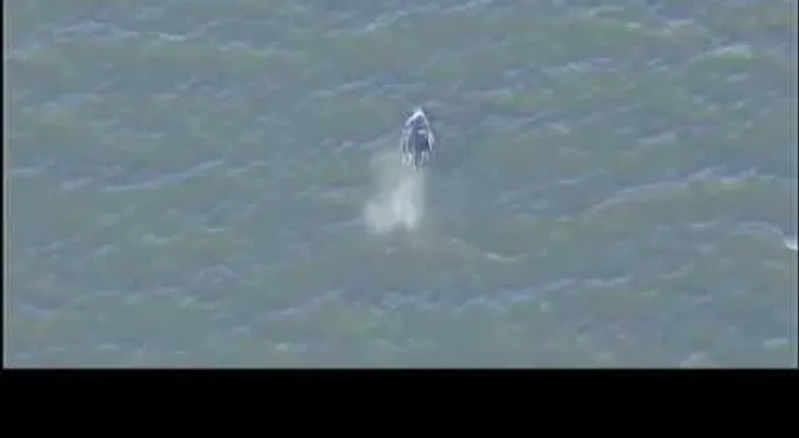 Ballenas nadando en el Río Hudson de NY