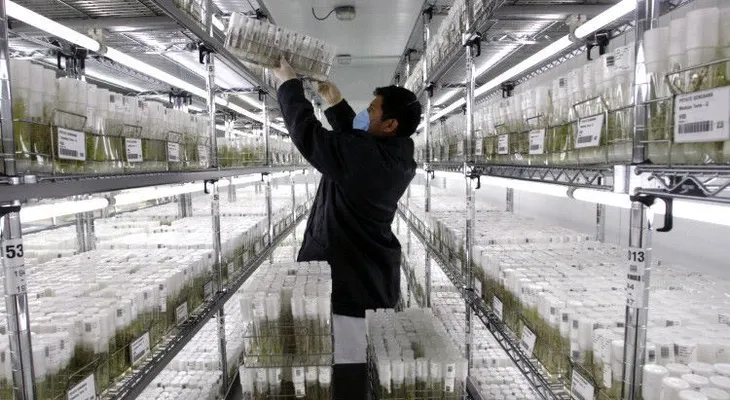 Científicos peruanos investigan para cultivar papas en Marte
