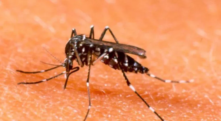 Mayo Clinic empieza el desarrollo de una vacuna contra el virus del Zika
