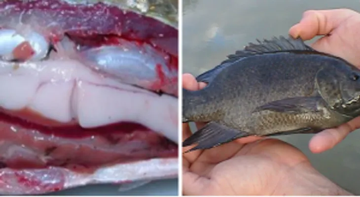 La tilapia puede conducir a muchos problemas de salud